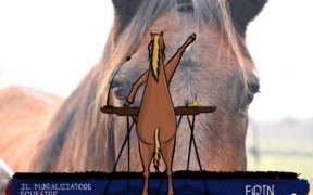 Storia di Fankhi, polemica per un pugno di like | Il Moralizzatore Equestre