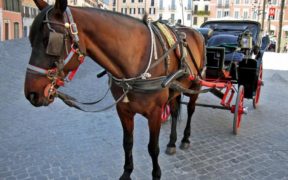 Botticelle Roma, niente di nuovo sotto il sole: sarà un'estate difficile come le altre