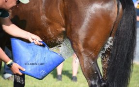 E' estate: utilissimo l'Indice di Calore del cavallo (Horse Heat Index) 1