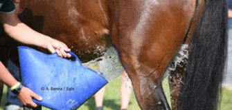 E' estate: utilissimo l'Indice di Calore del cavallo (Horse Heat Index) 1
