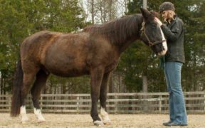 La sindrome di Cushing nel cavallo: identificazione e cure