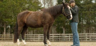 La sindrome di Cushing nel cavallo: identificazione e cure