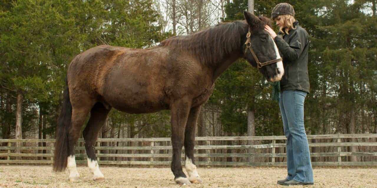La sindrome di Cushing nel cavallo: identificazione e cure