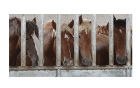 L’Europa importa dall'America carne di cavalli torturati