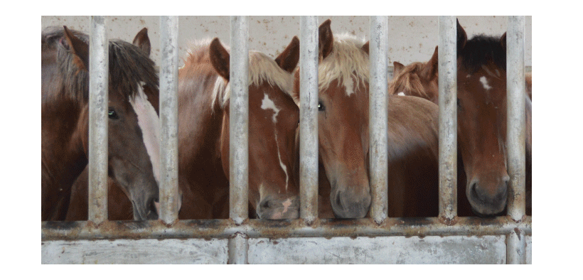 L’Europa importa dall'America carne di cavalli torturati