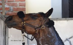 Cinque consigli FEI per affrontare il grande caldo