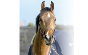 Cristallo A LM ritirato dallo sport