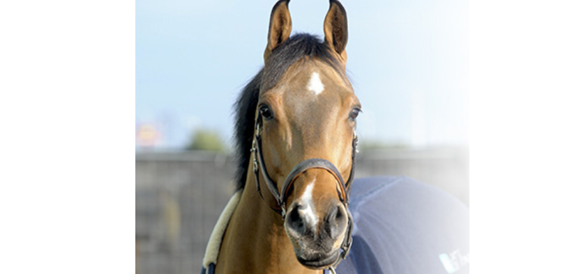 Cristallo A LM ritirato dallo sport