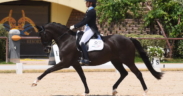 Dressage: archiviati gli Europei giovanili all’Horses Riviera Resort