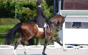 Ecco i giovani azzurri convocati agli Europei di Dressage - San Giovanni in Marignano
