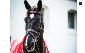 Tripple X III ritirato dallo sport