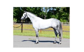 Addio all'undicenne Chellano Alpha Z, riproduttore clonato