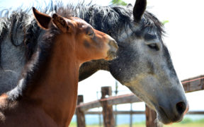 Alla scoperta delle relazioni sociali tra cavalli 8