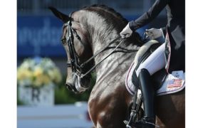 Europei Rotterdam: chi sfiderà i campioni tedeschi del dressage? 1