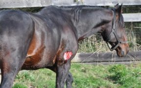 Primo intervento sulle ferite dei cavalli: con cosa detergere e disinfettare?