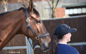 Al Forlì International Horse Fair focus sul cavallo come risorsa sociale