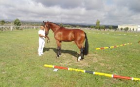 Ben 185 puledri sardi a caccia delle Finali nazionali di Verona