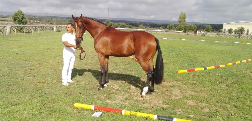 Ben 185 puledri sardi a caccia delle Finali nazionali di Verona