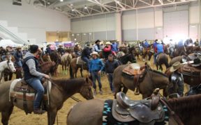 "Cavalli a Reggio", più di 21mila visitatori in Fiera