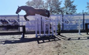 Le puledre Amal e Antilope vincono le selezioni sarde; Chiaudani firma il GP del Sardegna Jumping Tour (Naz. A6*)) 1