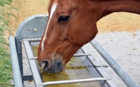 Sindrome da ulcera gastrica nel cavallo, cos'è e come prevenirla