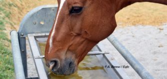 Sindrome da ulcera gastrica nel cavallo, cos'è e come prevenirla