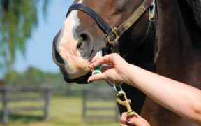 Urge una somministrazione ragionata dei vermifughi: c'è rischio farmacoresistenza 1