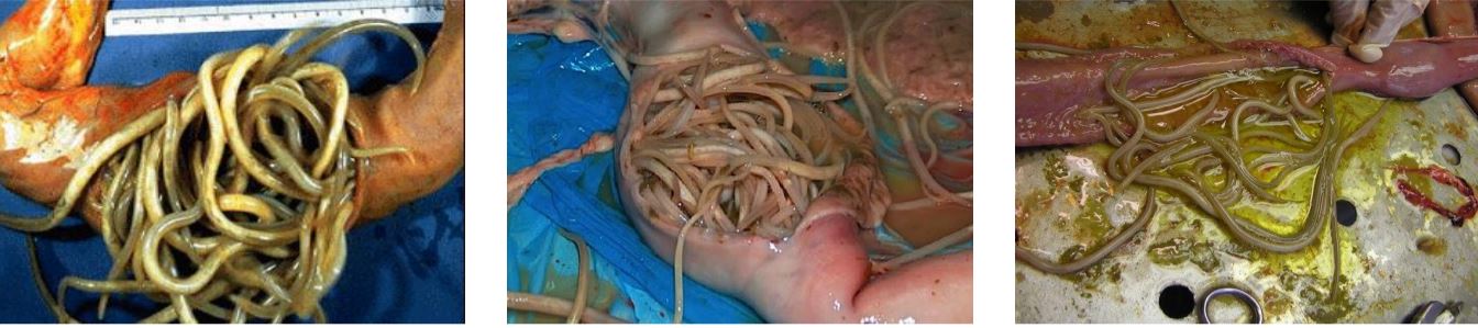 Urge una somministrazione ragionata dei vermifughi: c'è rischio farmacoresistenza