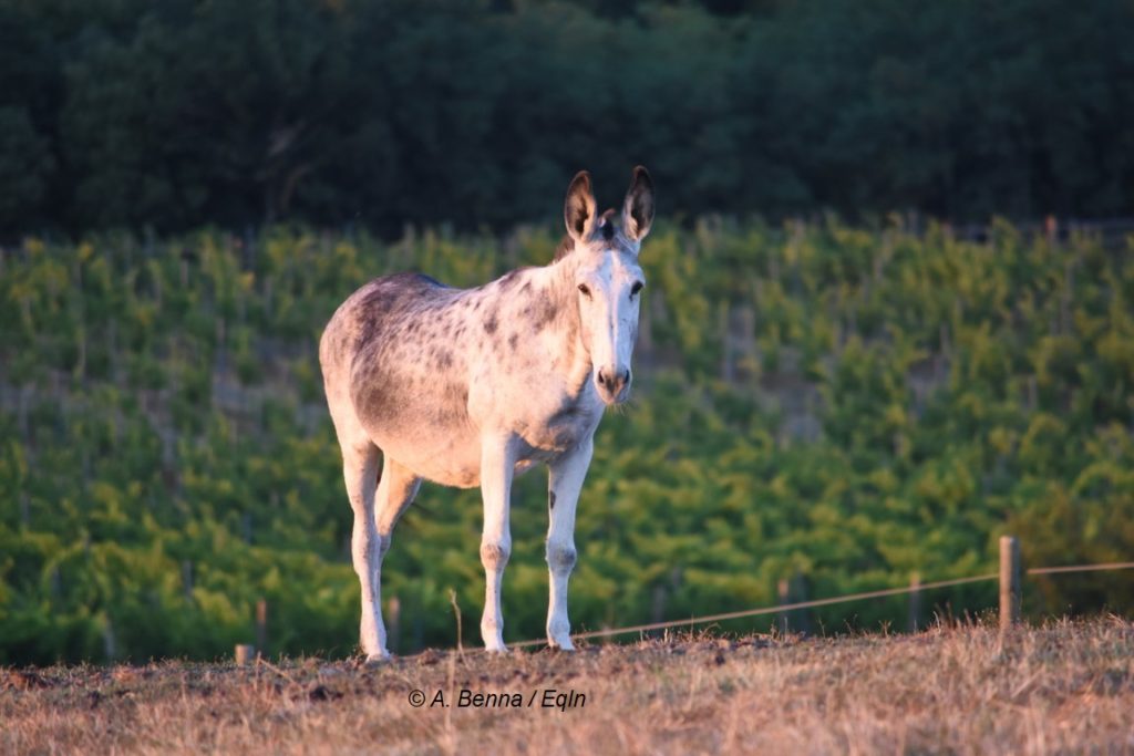 5 buoni motivi per avere degli asini in scuderia e un buon libro per conoscerli 1