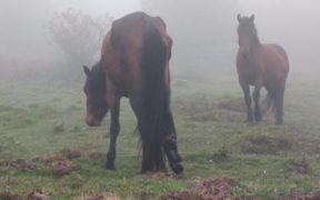 Cavalli Selvaggi dell'Aveto, 3 gravemente feriti. L'incubo del bracconaggio sembra reale