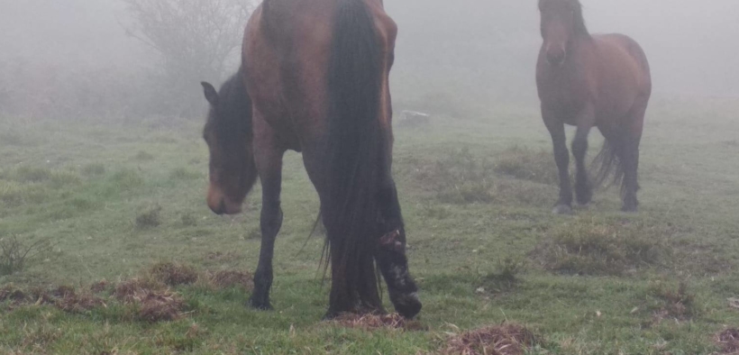 Cavalli Selvaggi dell'Aveto, 3 gravemente feriti. L'incubo del bracconaggio sembra reale