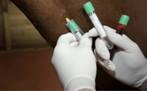 Doping cavalli, la FEI aggiorna l'elenco delle sostanze proibite 1