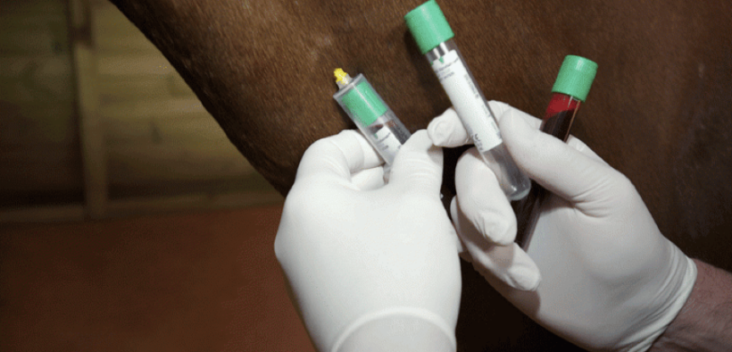 Doping cavalli, la FEI aggiorna l'elenco delle sostanze proibite 1