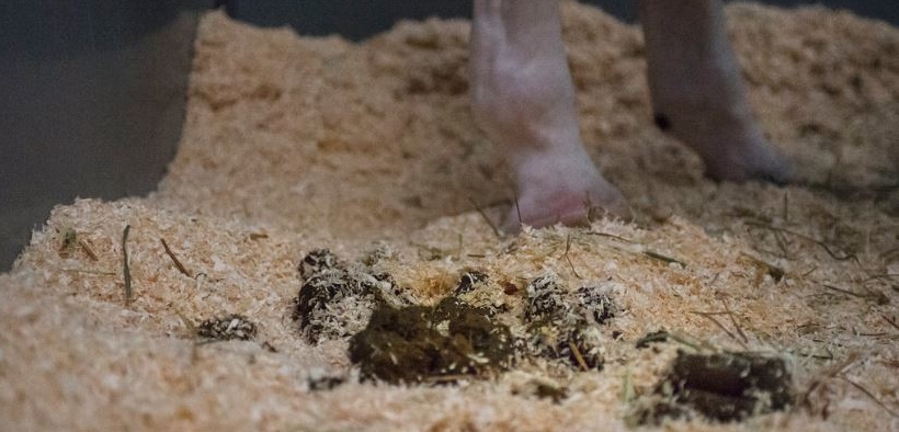 Energia rinnovabile: il letame dei cavalli ha dato l'elettricità in Coppa del Mondo