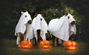 Equine Halloween, che spettacolo!