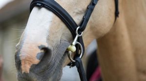 Filetto Baucher, come funziona?