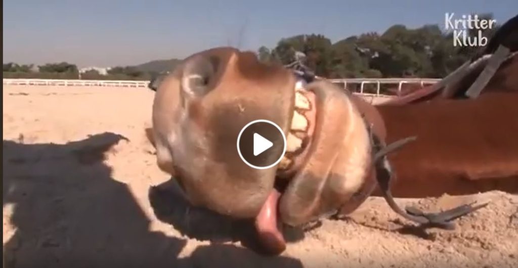 Jingang, il cavallo che finge di collassare per non lavorare