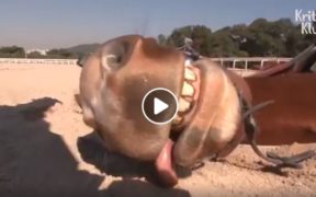 Jingang, il cavallo che finge di collassare per non lavorare