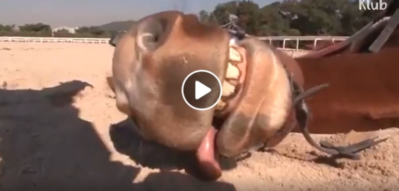 Jingang, il cavallo che finge di collassare per non lavorare