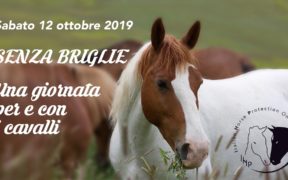 "Senza briglie", una giornata per e con i cavalli. Visite al Centro di recupero IHP