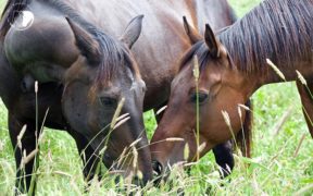 Arrivati gli esiti dei 3 cavalli improvvisamente deceduti a Volterra - Italian Horse Protection
