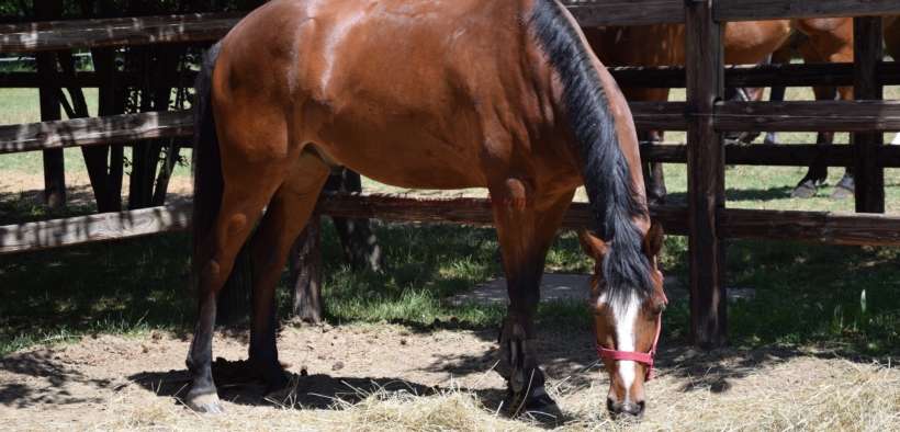 Equidi sul territorio in aumento: il primato va alla regione Lombardia