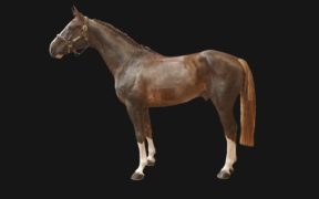 Giovani importanti saltatori all'asta di Arqana, nel cuore di Parigi