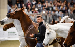 Il purosangue arabo protagonista al Pad. 2 di Fieracavalli