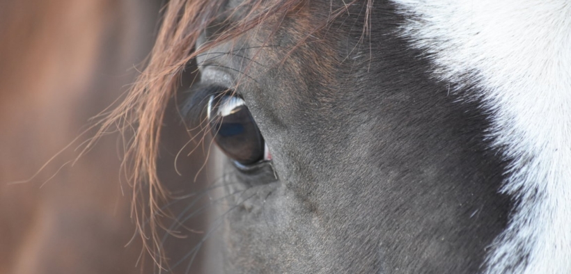 Di Cuore in Cuore, progetto di recupero di cavalli anziani o/a fine carriera