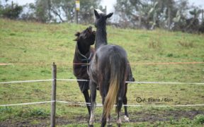 Importanti novità sulla valutazione della qualità di vita di un cavallo