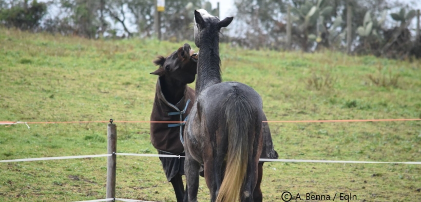Importanti novità sulla valutazione della qualità di vita di un cavallo