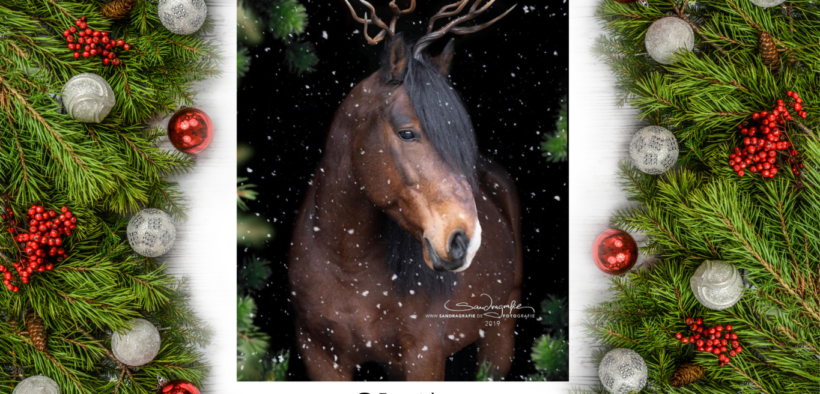 La redazione di Equestrian Insights vi augura Buon Natale!