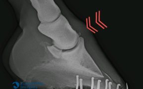 L'osteocondrosi giovanile nei cavalli: di che cosa si tratta?