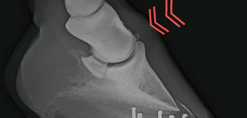 L'osteocondrosi giovanile nei cavalli: di che cosa si tratta?
